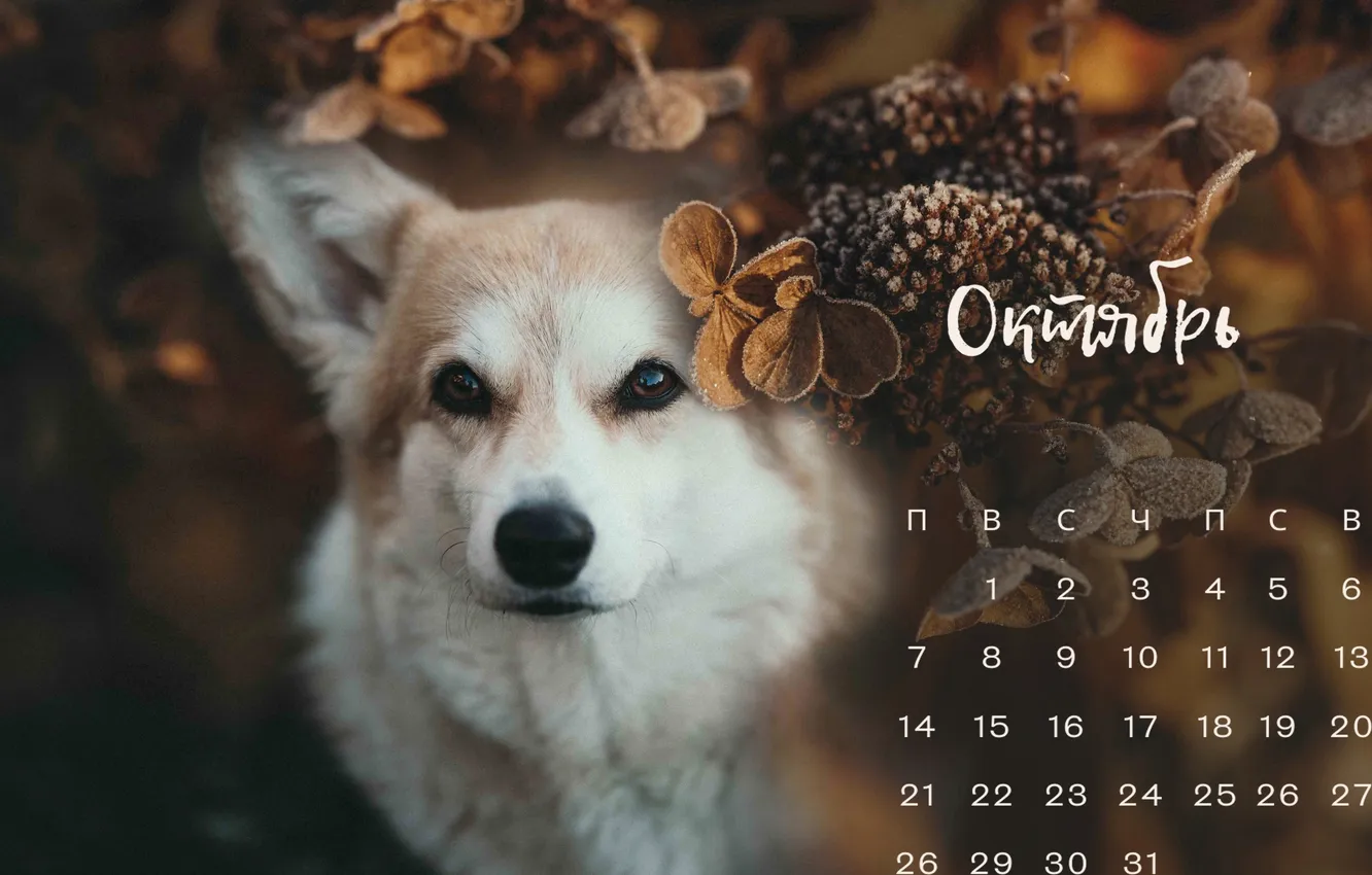 Photo wallpaper face, dog, October, calendar, Welsh Corgi
