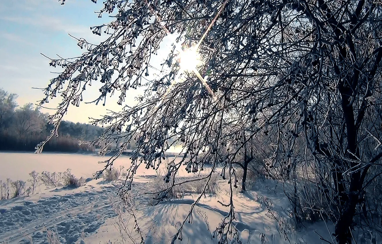 Photo wallpaper frost, forest, the sun, snow, trails, Winter, Siberia