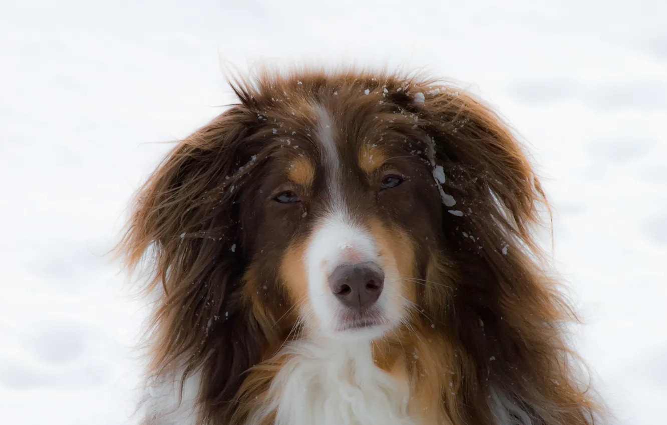 Photo wallpaper winter, face, snow, portrait, dog, the snow, red, everyday