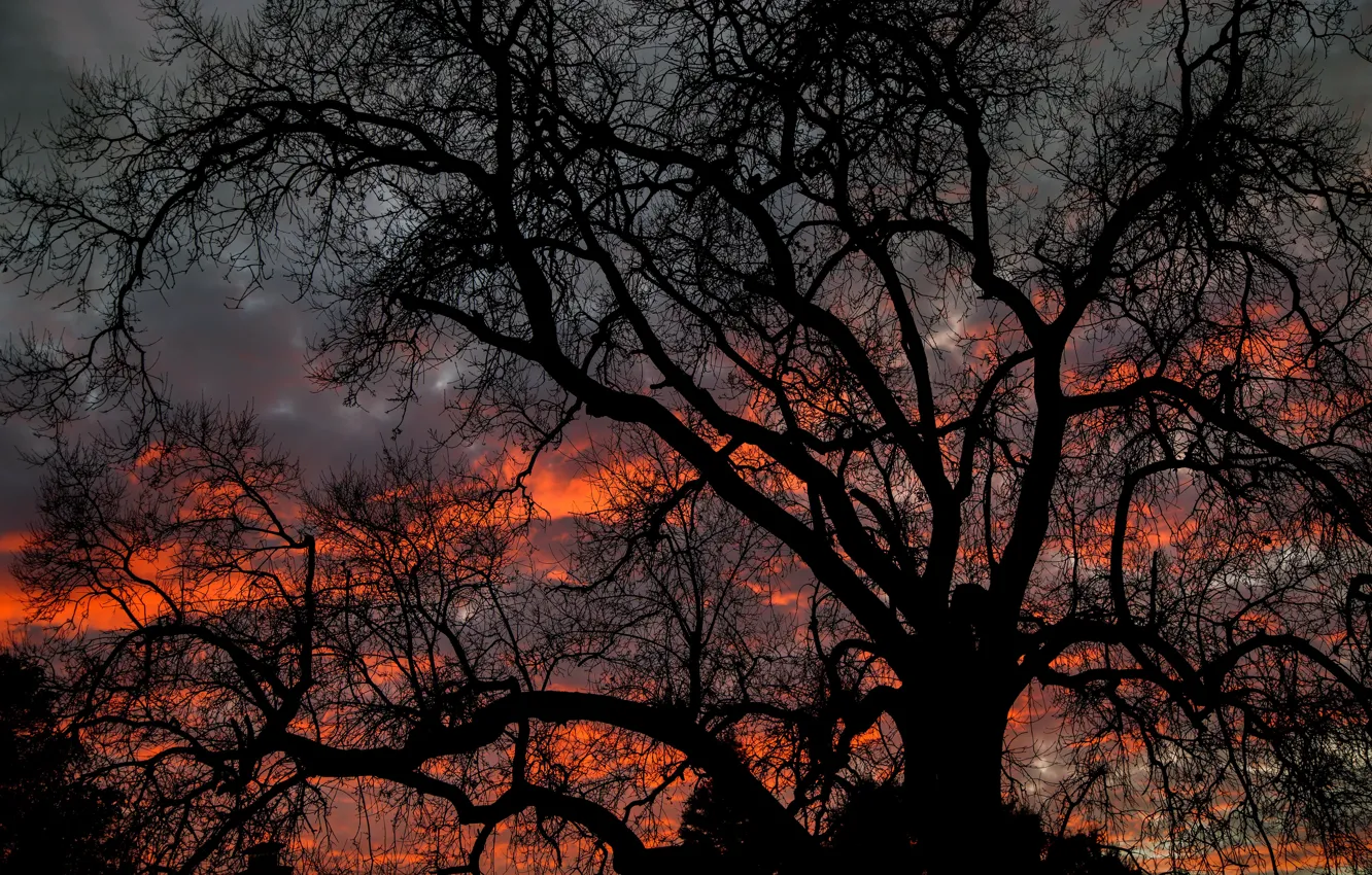 Photo wallpaper dark, twilight, sky, nature, sunset, clouds, tree, dusk