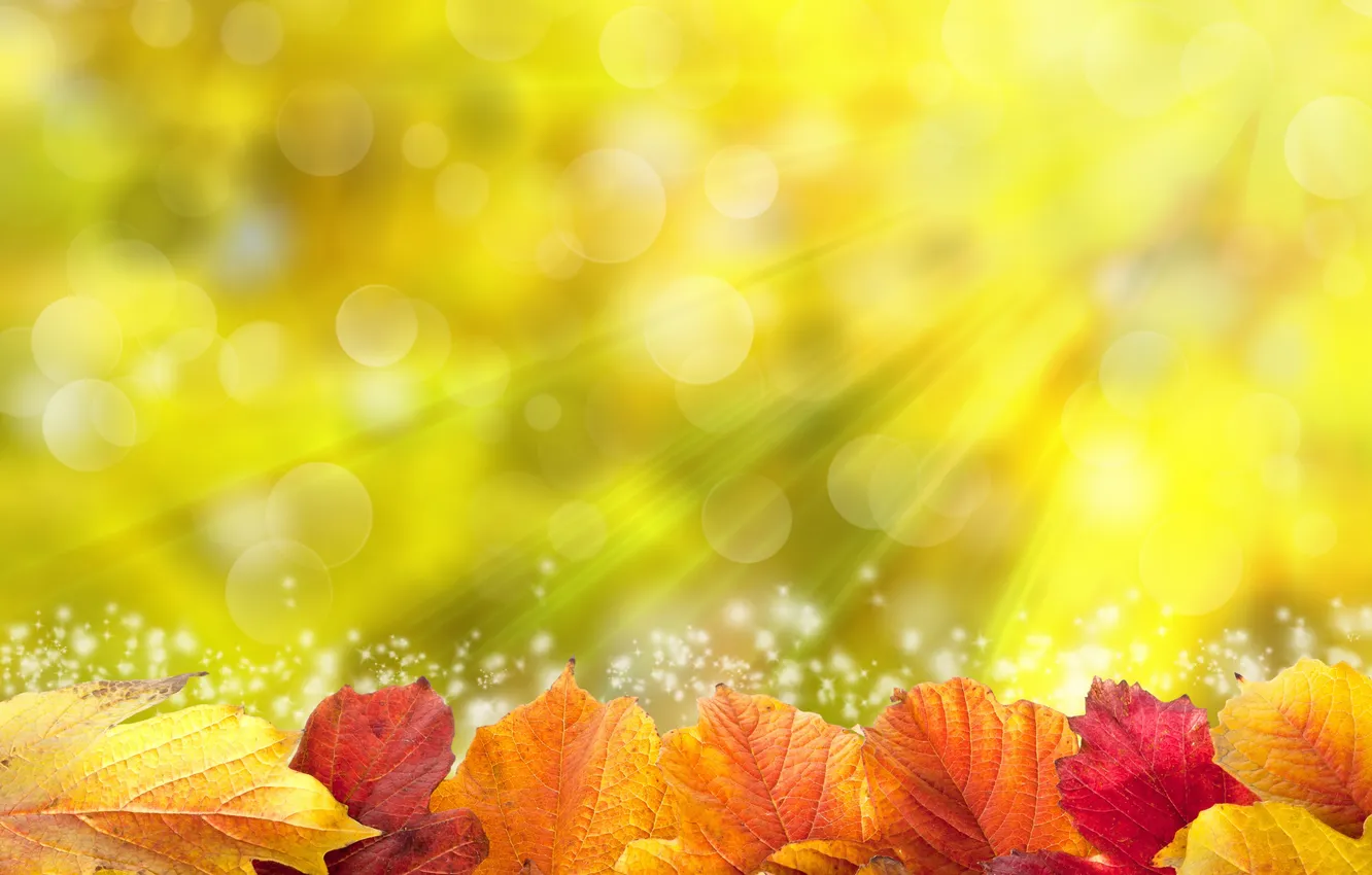 Photo wallpaper leaves, the sun, colorful, autumn, leaves, autumn