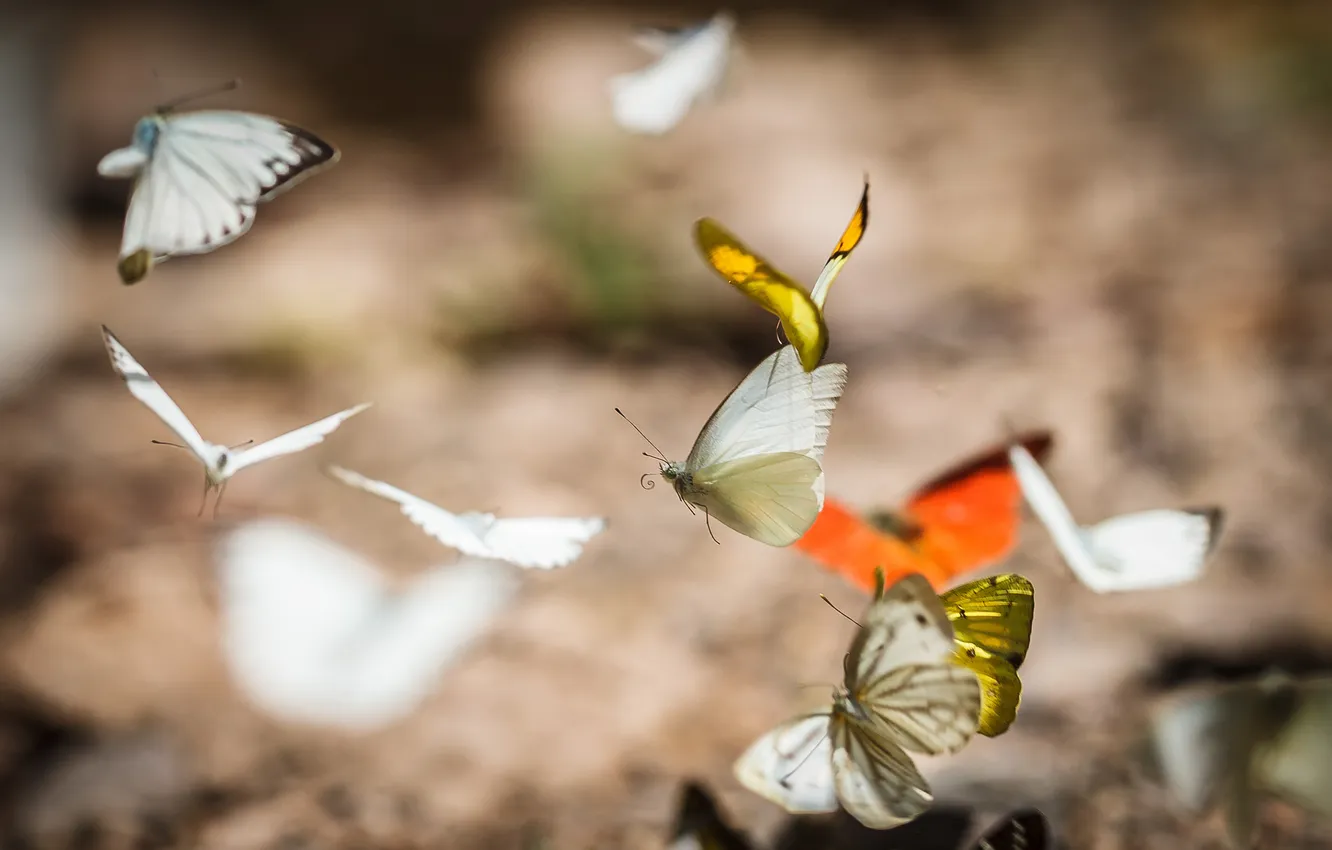 Photo wallpaper macro, butterfly, insect
