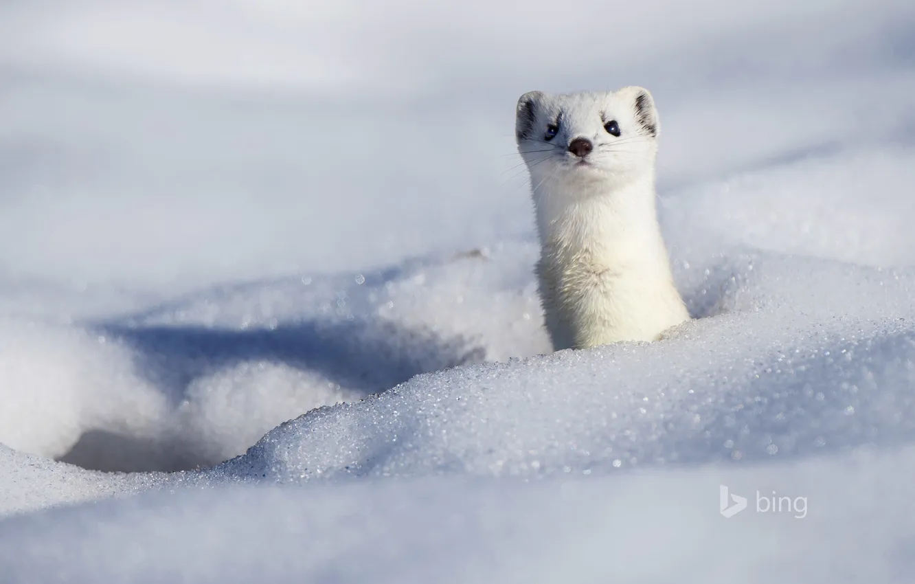 Photo wallpaper winter, snow, nature, ermine
