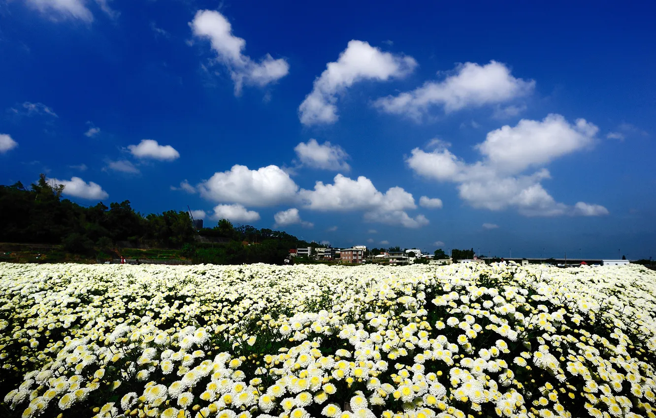 Photo wallpaper field, clouds, flowers, nature, building, white, chrysanthemum