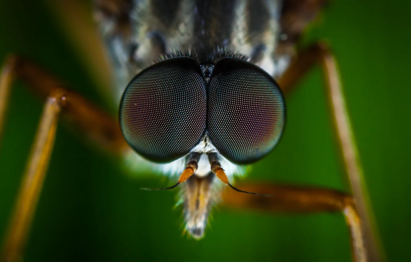Photo wallpaper Macro, Fly, Eyes, Little, Insect, Macro, Fly, Insect