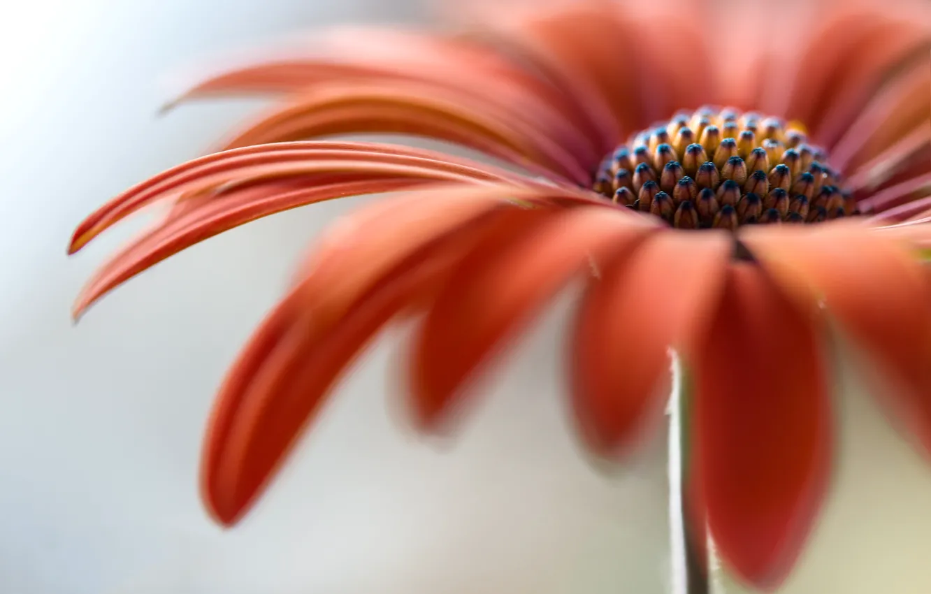 Photo wallpaper flowers, plant, petals, stem