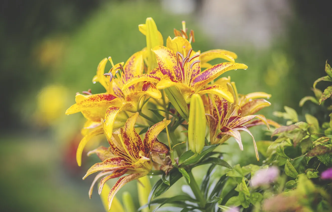 Photo wallpaper flowers, Lily, petals