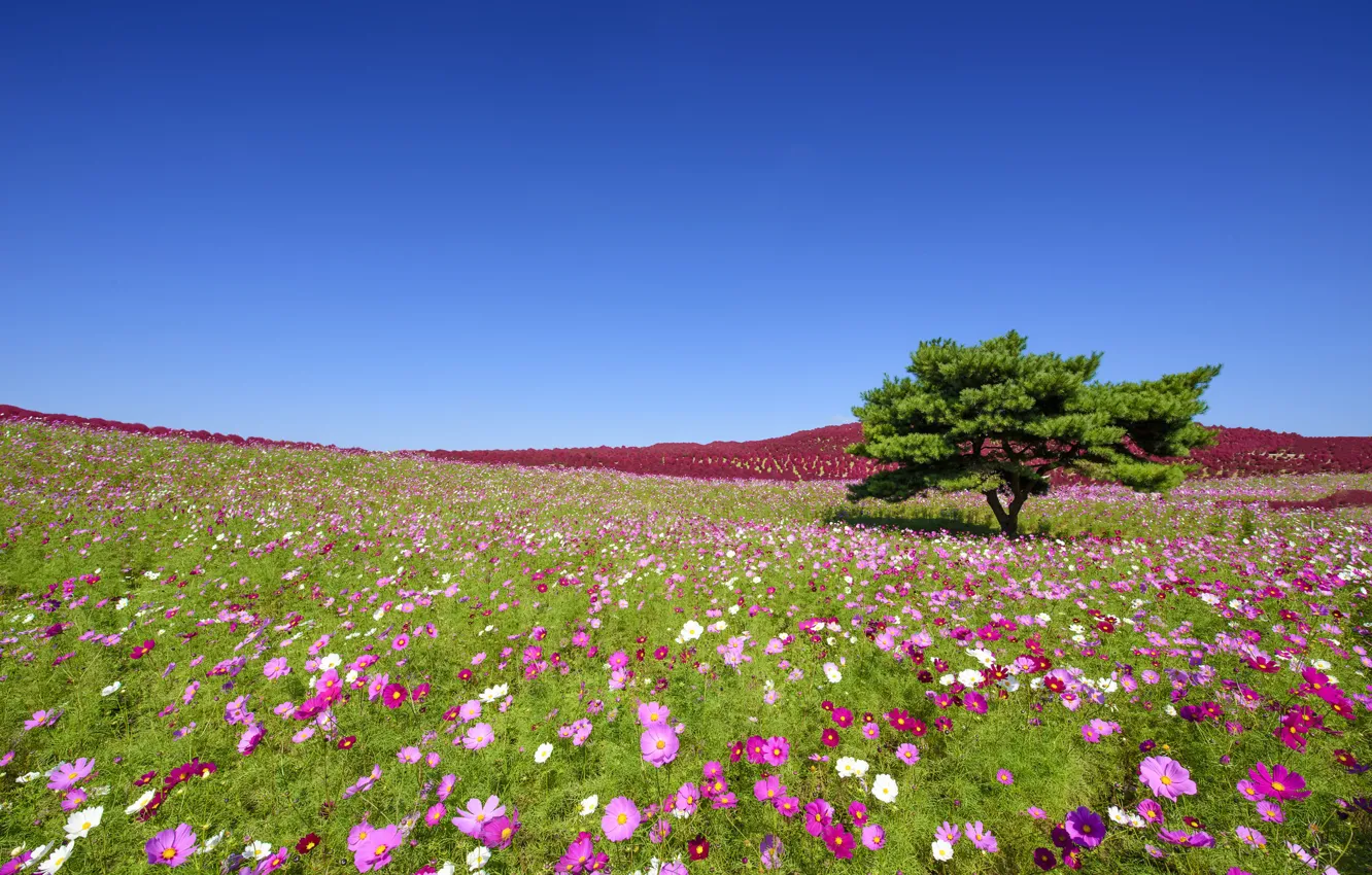 Photo wallpaper flowers, tree, Japan, meadow, Japan, kosmeya, Hitachi Seaside Park, Hitachinaka