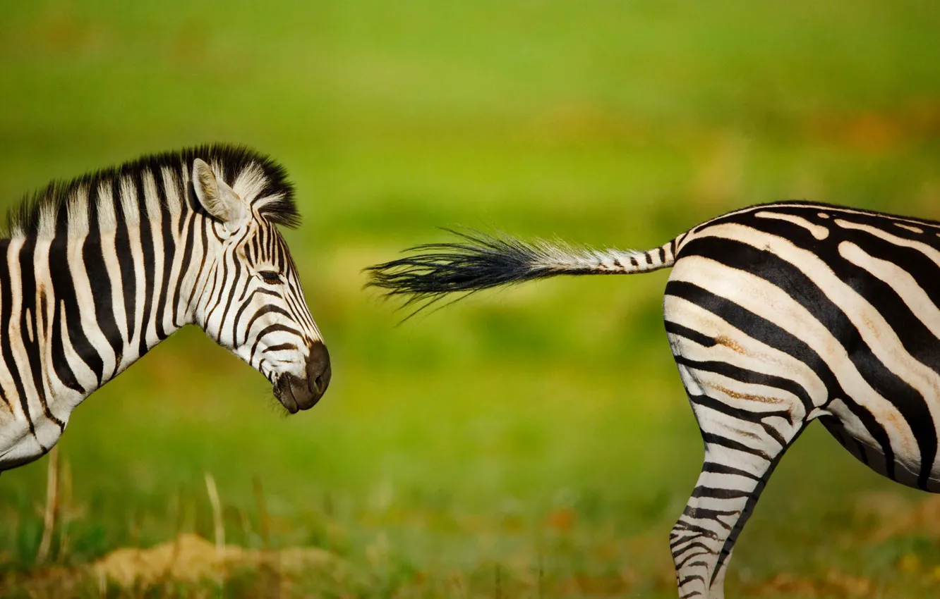 Photo wallpaper Zebra, Africa, South Africa, Rietvlei Nature Reserve