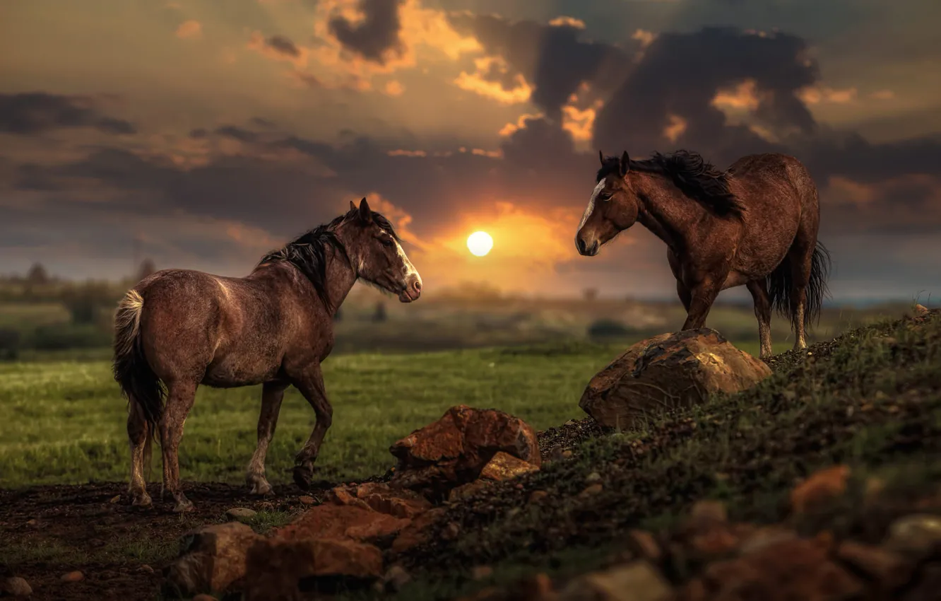 Photo wallpaper field, summer, the sky, the sun, clouds, light, landscape, sunset