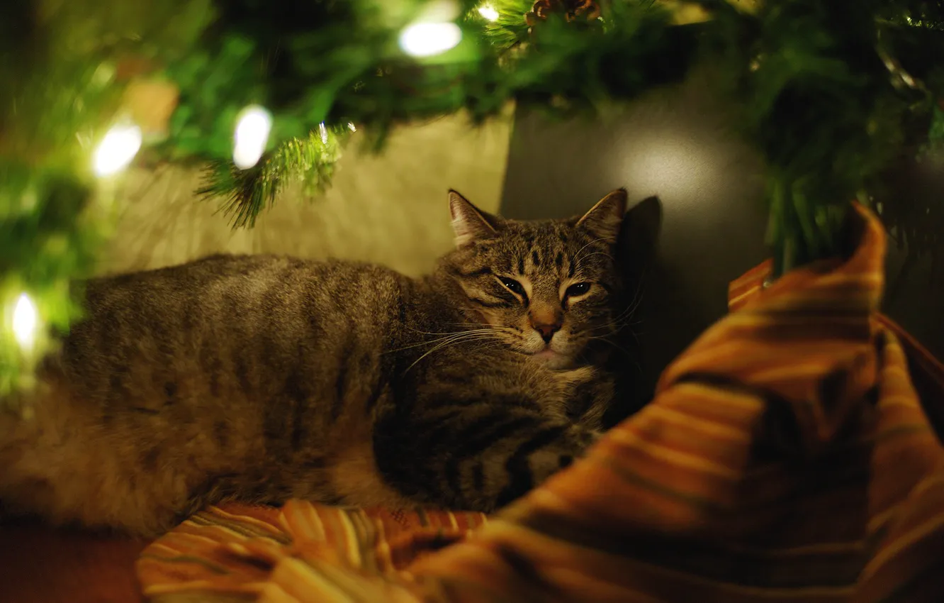 Photo wallpaper cat, cat, branches, comfort, darkness, holiday, new year, Christmas