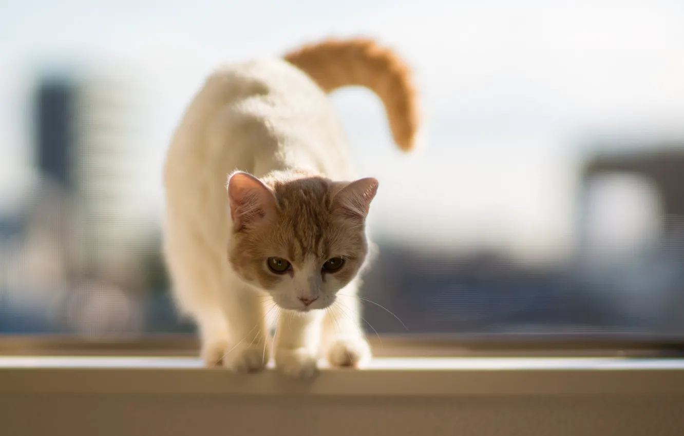 Photo wallpaper sill, kitty, Hannah, © Benjamin Torode