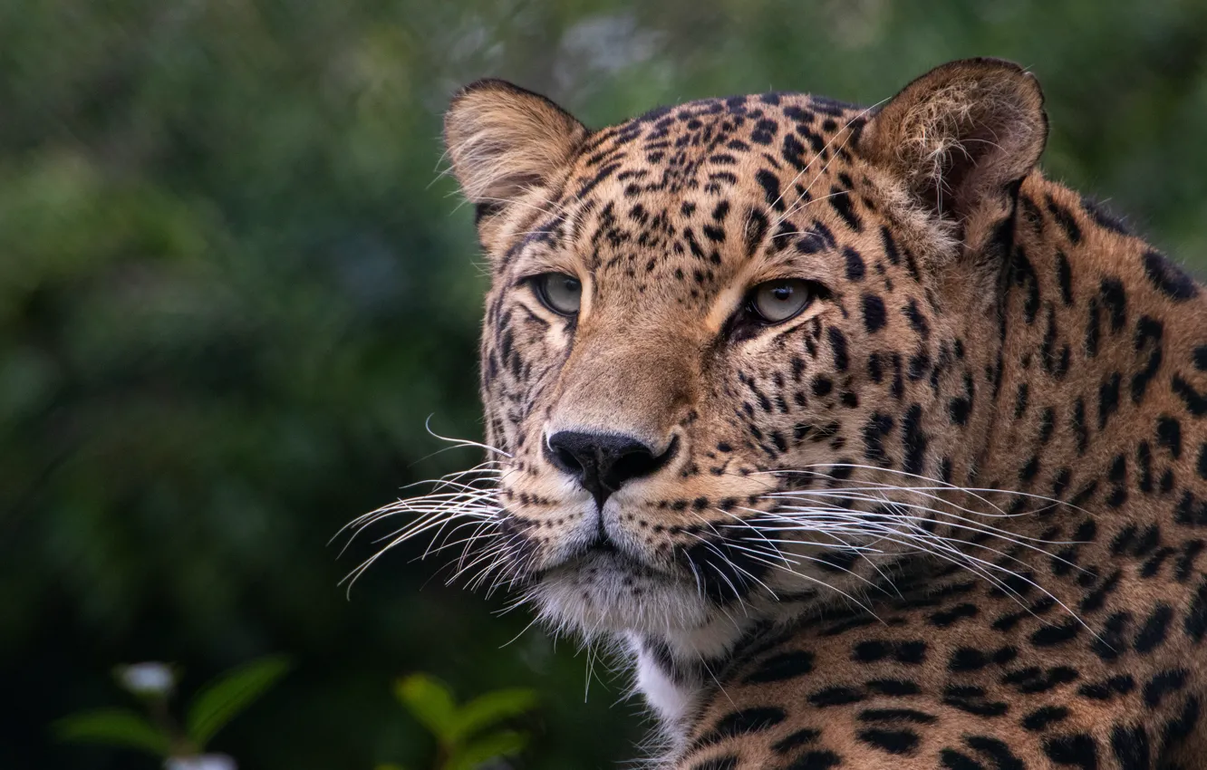 Photo wallpaper look, face, leopard