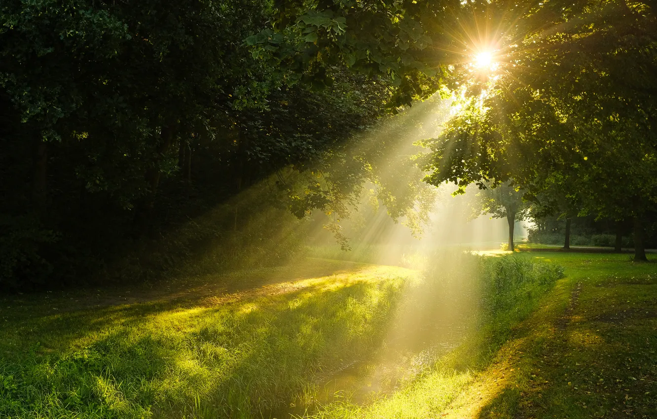 Photo wallpaper greens, forest, summer, grass, the sun, rays, light, trees