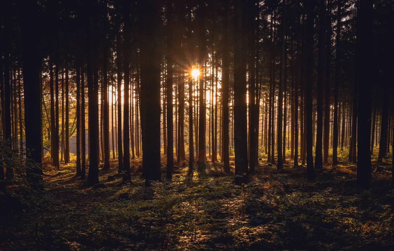 Photo wallpaper forest, the sun, trunk