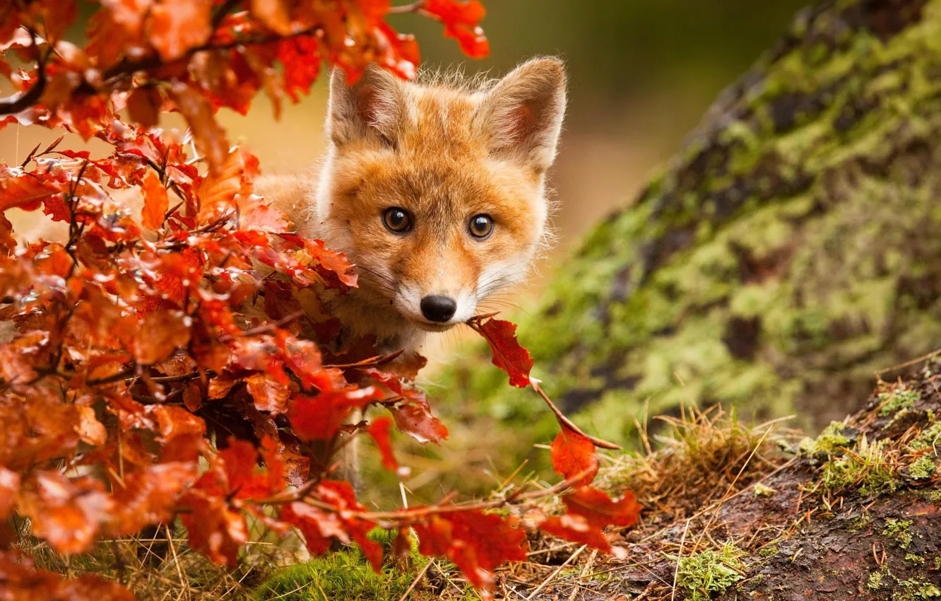 Photo wallpaper autumn, foliage, Fox, Fox, Fox