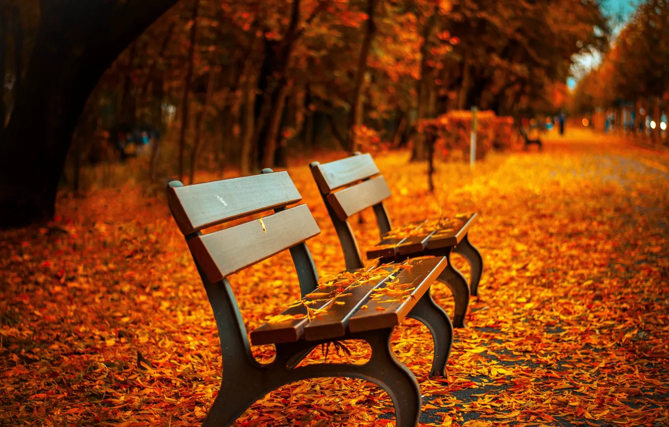 Photo wallpaper autumn, leaves, bench, Park, foliage, shop, gold