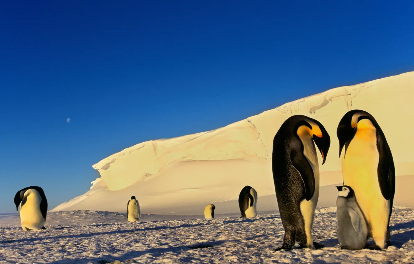 Photo wallpaper winter, snow, the moon, penguins, frost, ice, Antarctica