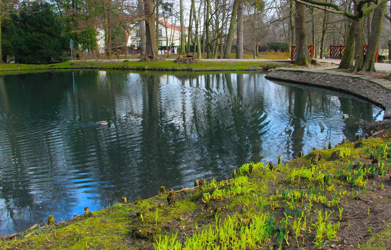 Photo wallpaper water, park, lake, pond