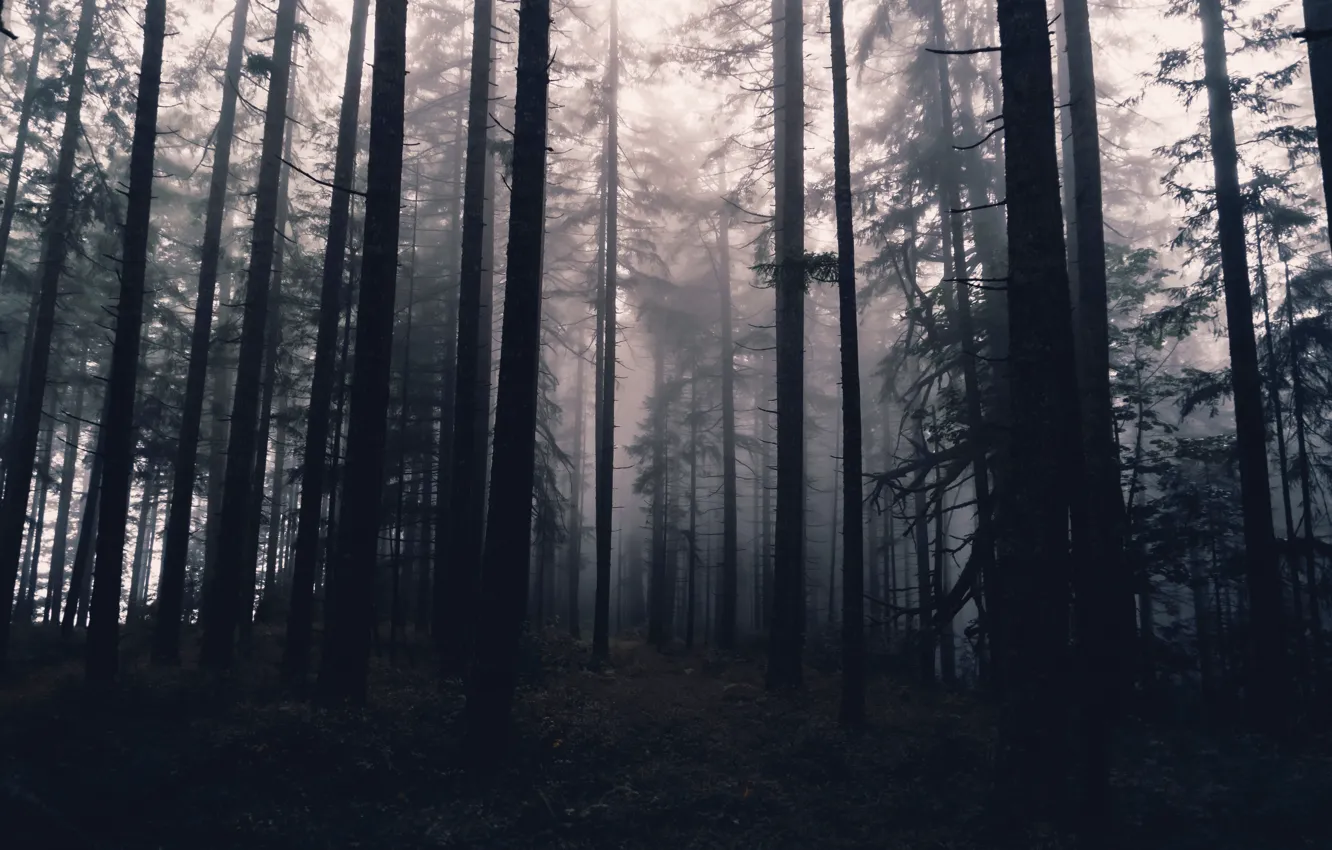 Photo wallpaper forest, trees, nature, fog, Oregon, USA, USA, Oregon
