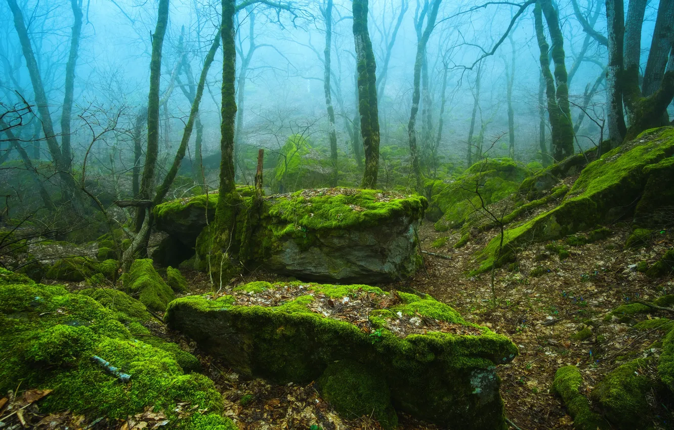 Photo wallpaper forest, trees, nature, fog, stones, moss, Russia, Russia