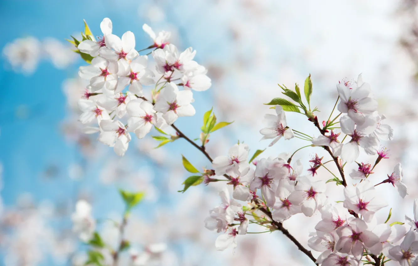 Photo wallpaper spring, garden, Sakura, flowering
