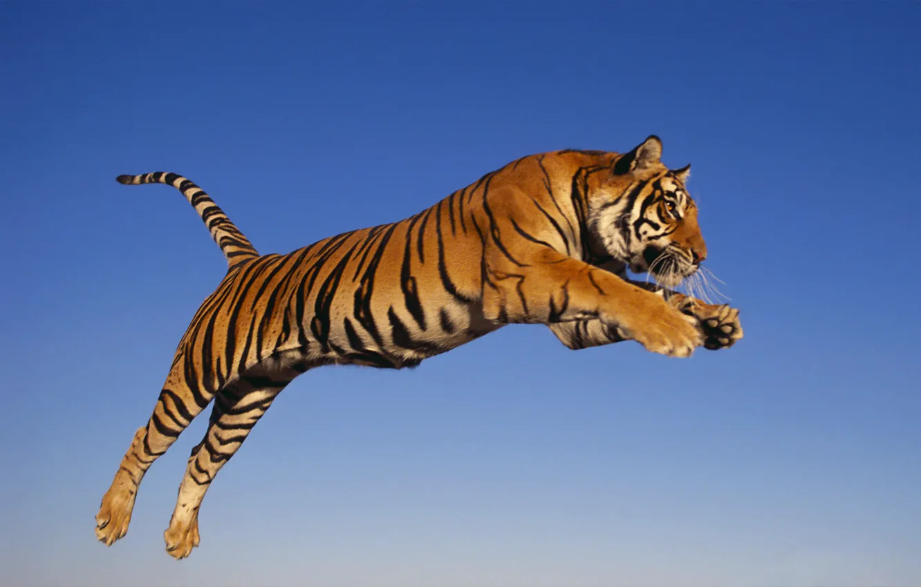 Photo wallpaper tiger, jump, predator