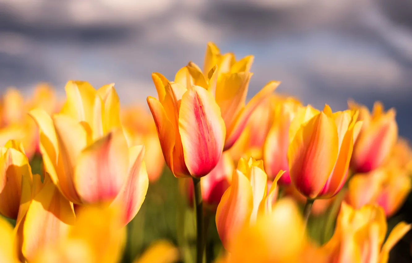 Photo wallpaper macro, petals, tulips, buds