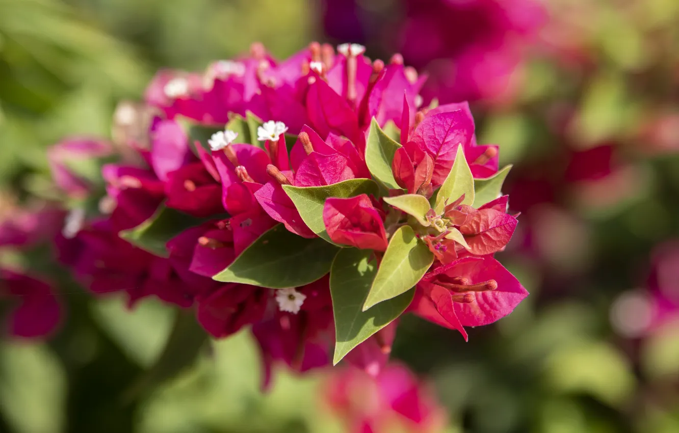 Photo wallpaper leaves, flowers, branches, background, bright, pink, flowering, bokeh