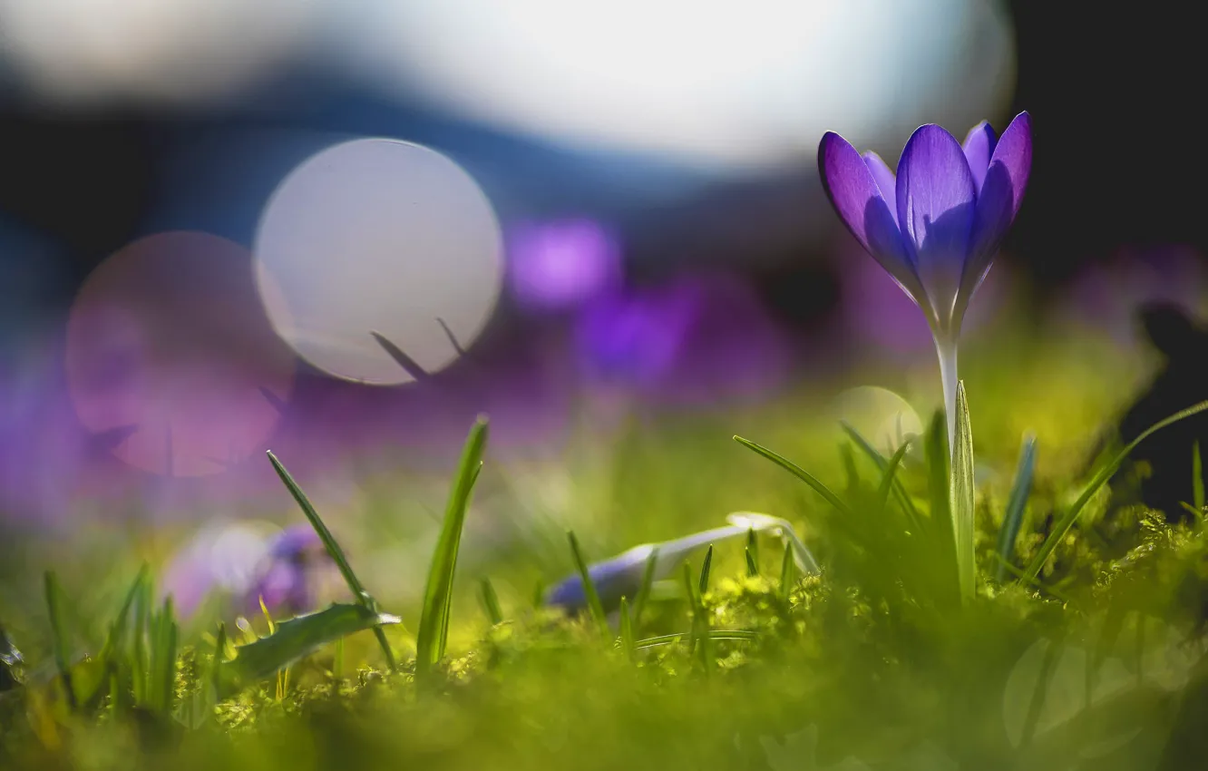 Photo wallpaper greens, purple, grass, light, flowers, glade, one, spring