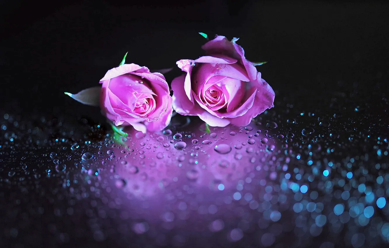 Photo wallpaper two, drops, together, violet roses