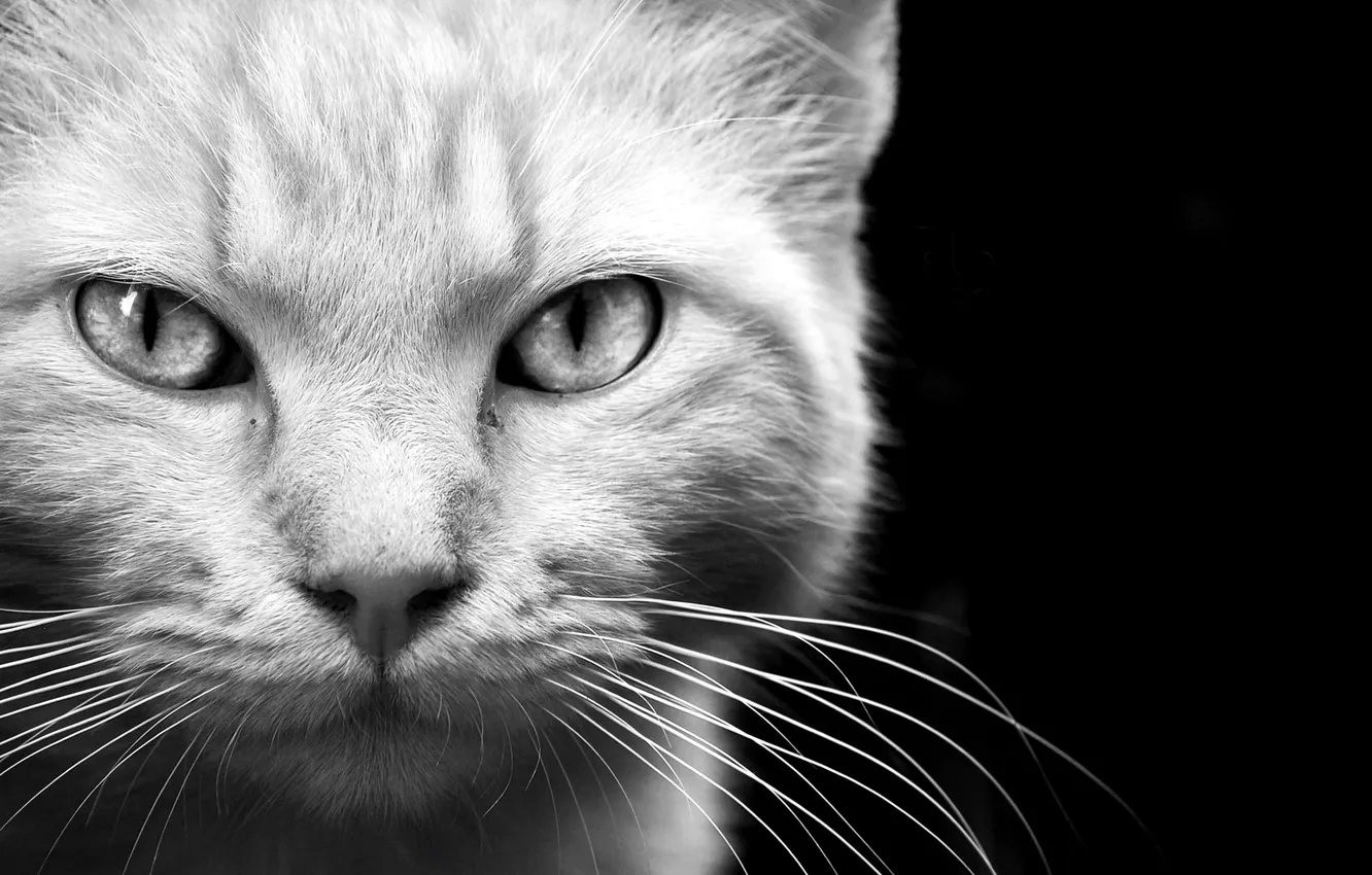 Photo wallpaper white, cat, mustache, look, face, background, black, head