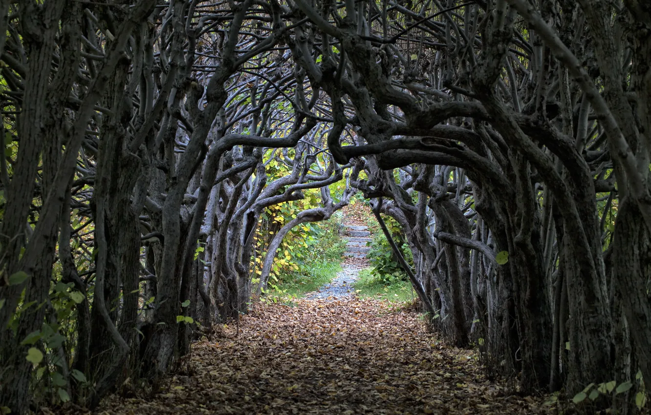 Photo wallpaper road, autumn, trees, landscape