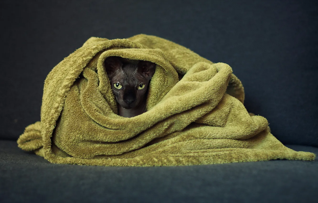 Photo wallpaper cat, look, house
