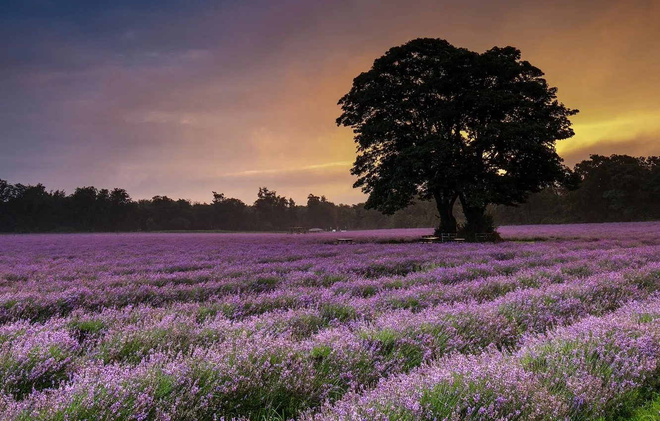 Photo wallpaper field, trees, lavender