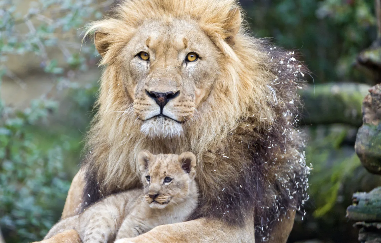 Photo wallpaper cat, Leo, cub, kitty, lion, ©Tambako The Jaguar