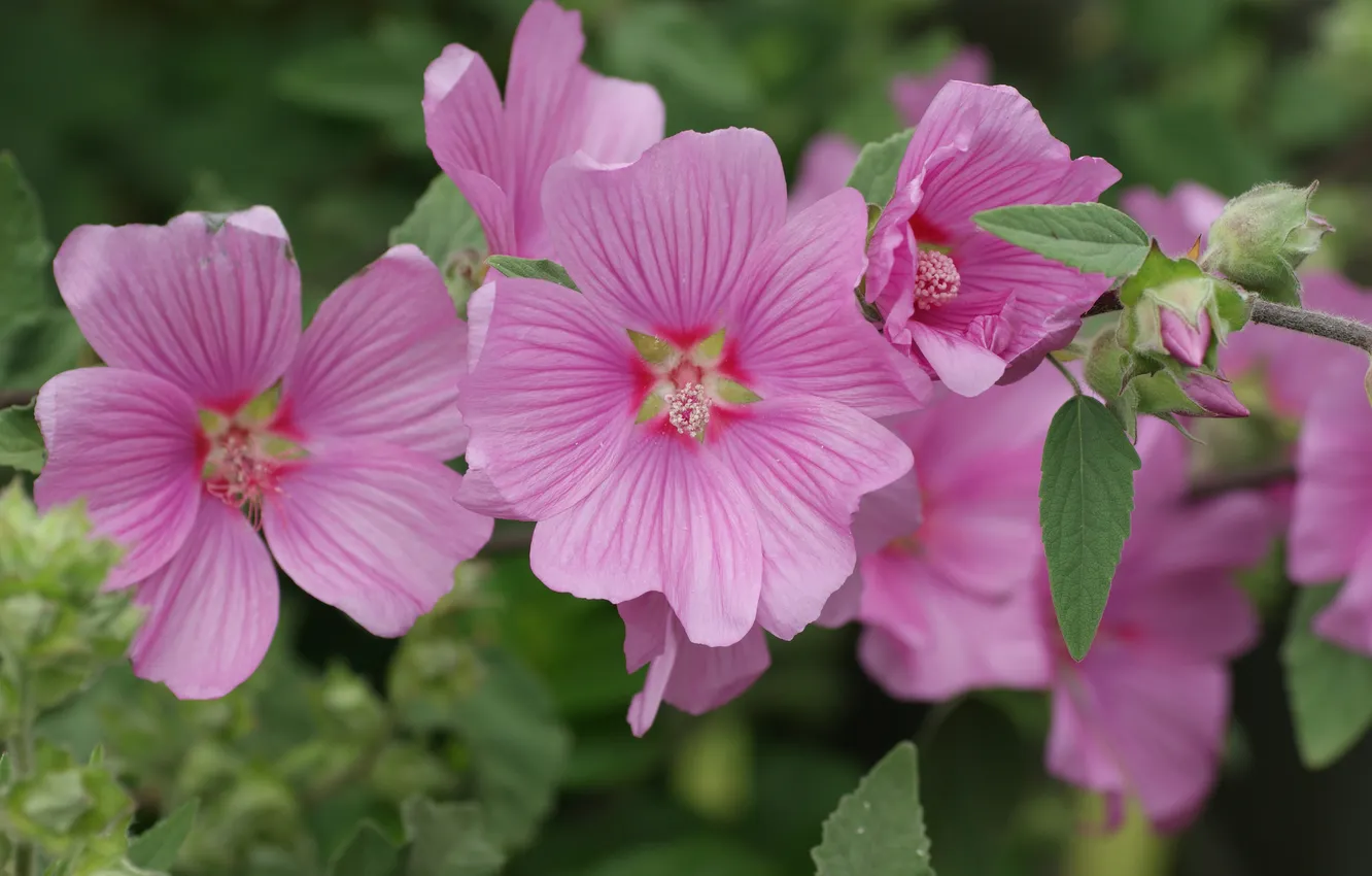 Photo wallpaper macro, petals, mallow