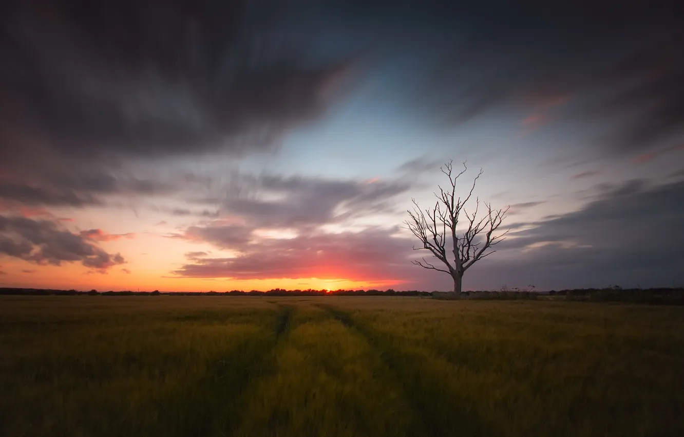 Photo wallpaper field, sunset, tree