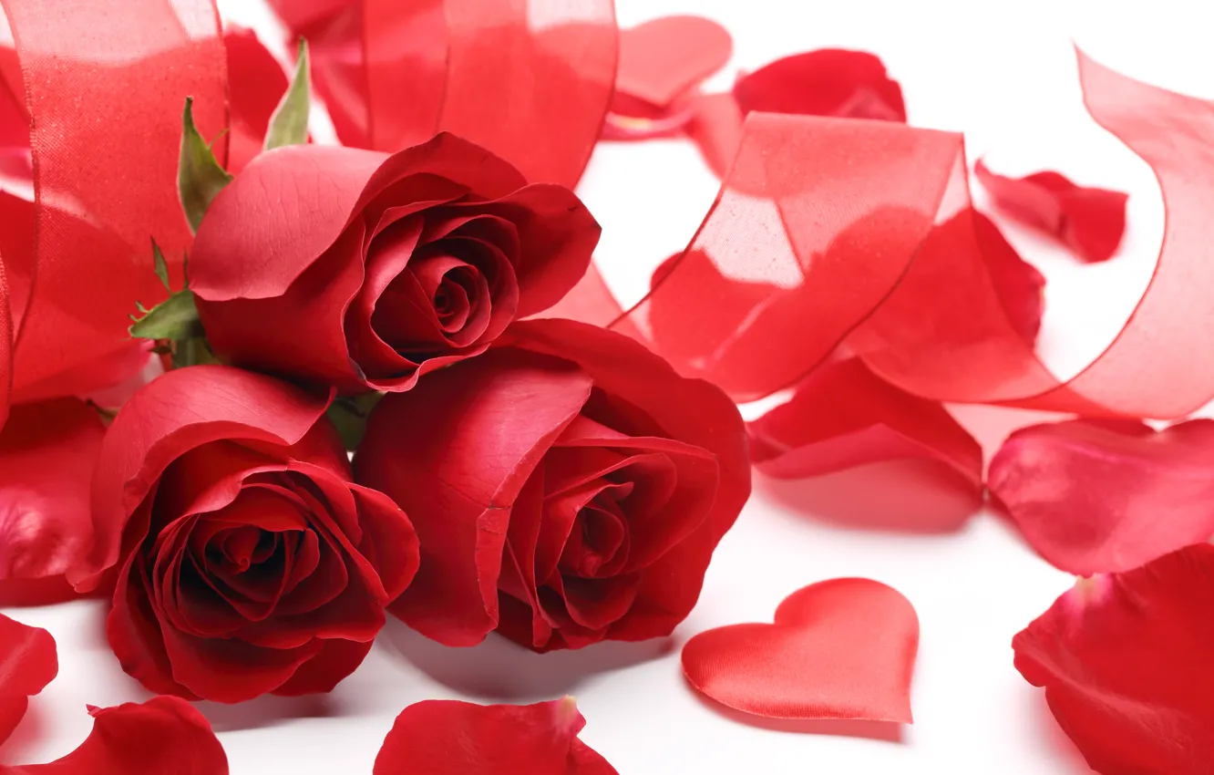 Photo wallpaper flowers, roses, valentine's day, red roses