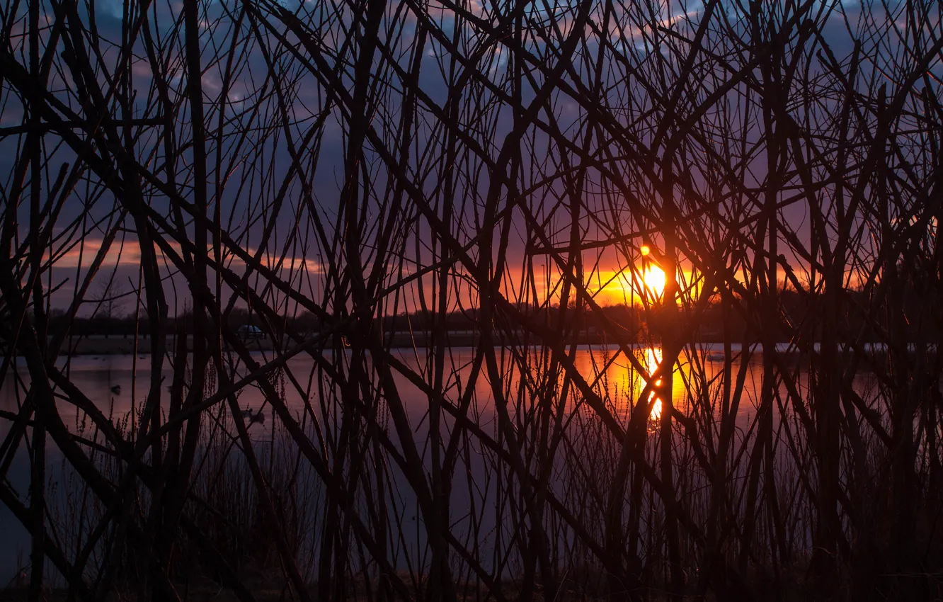 Photo wallpaper the sun, trees, sunset, branches