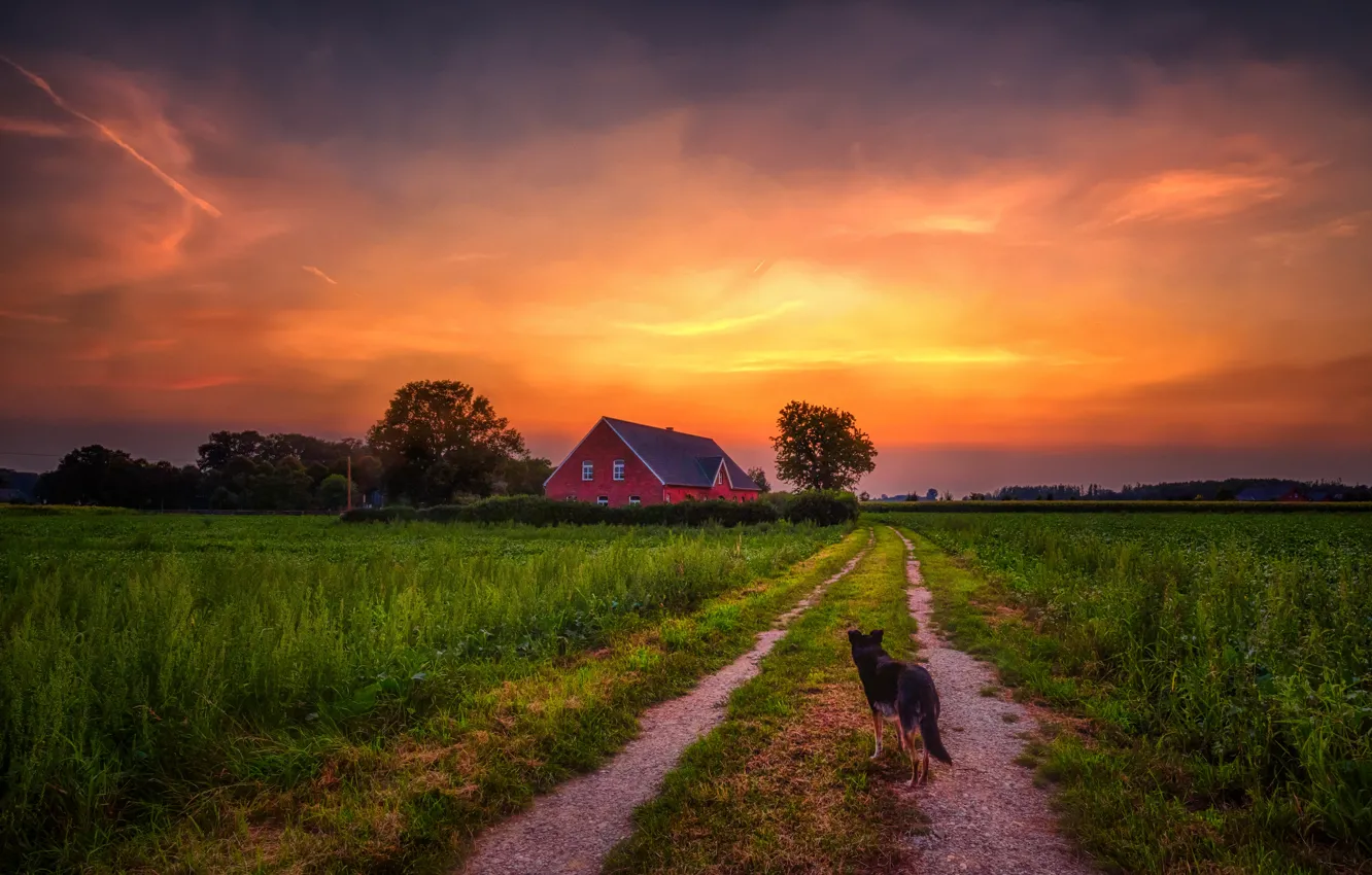 Photo wallpaper road, sunset, house, dog