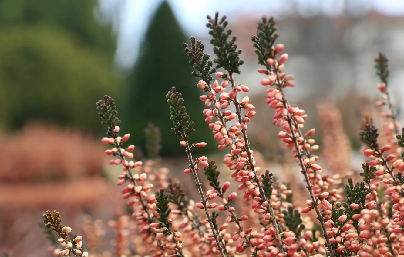Photo wallpaper flower, garden, booming