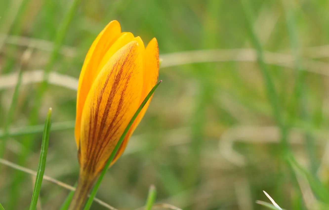 Photo wallpaper flower, yellow, Crocus