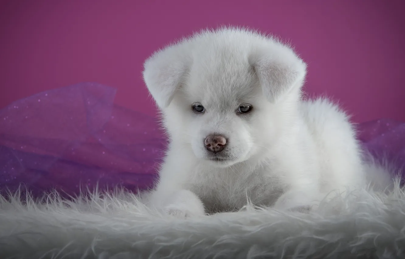 Photo wallpaper white, background, pink, portrait, dog, puppy, lies, fur