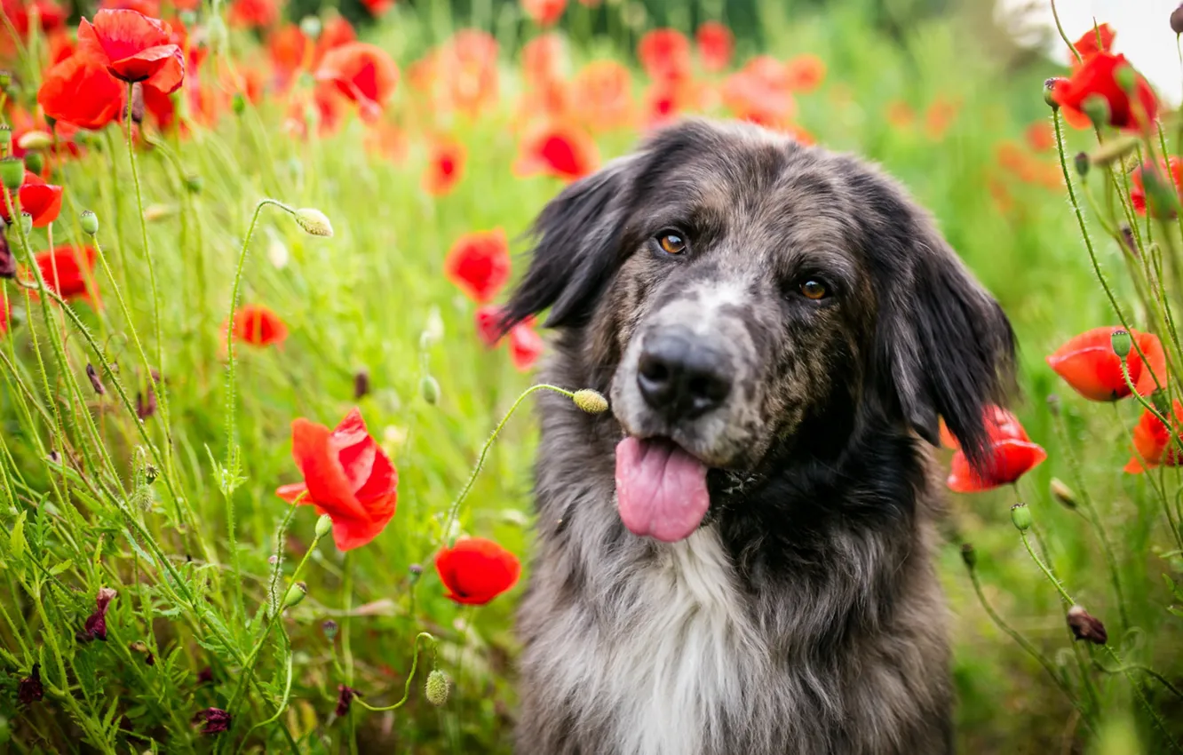 Photo wallpaper field, language, face, flowers, nature, Maki, portrait, dog