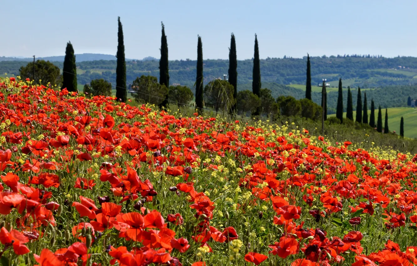 Photo wallpaper field, Maki, meadow, Italy, poplar
