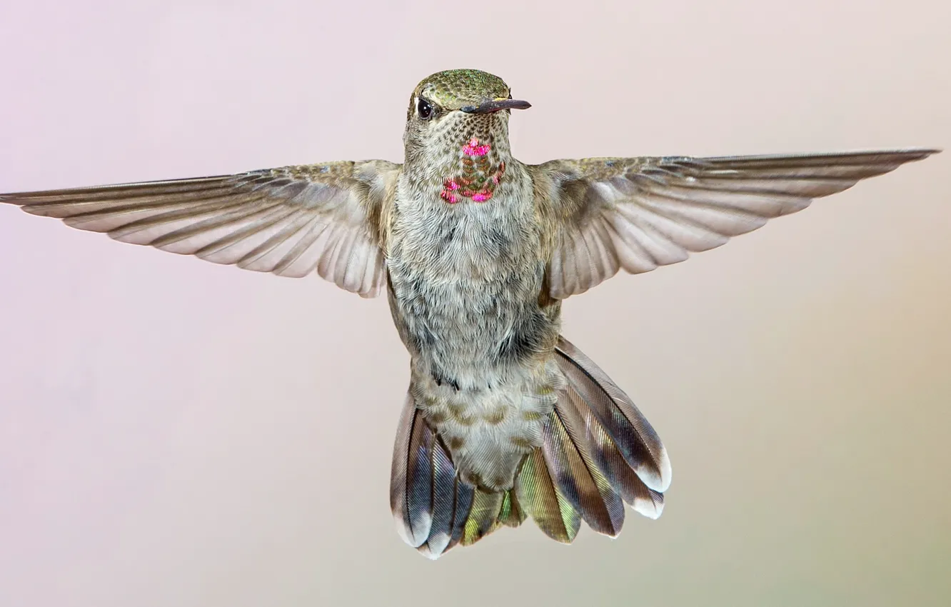 Photo wallpaper bird, wings, Hummingbird, Calypte Anna