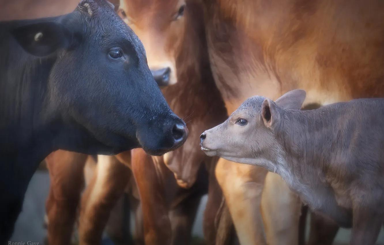 Photo wallpaper cows, calf
