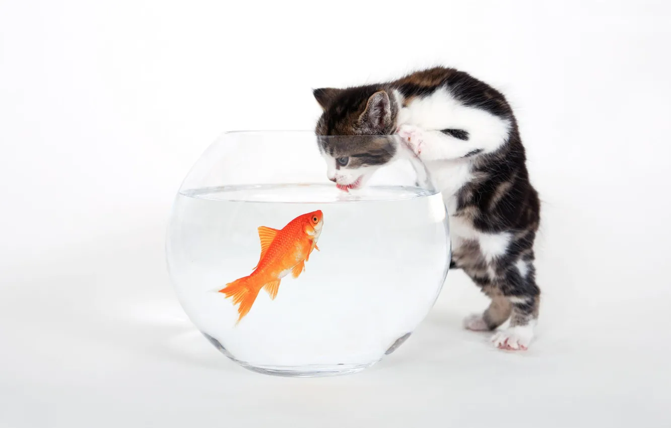 Photo wallpaper white, fish, aquarium, kitty