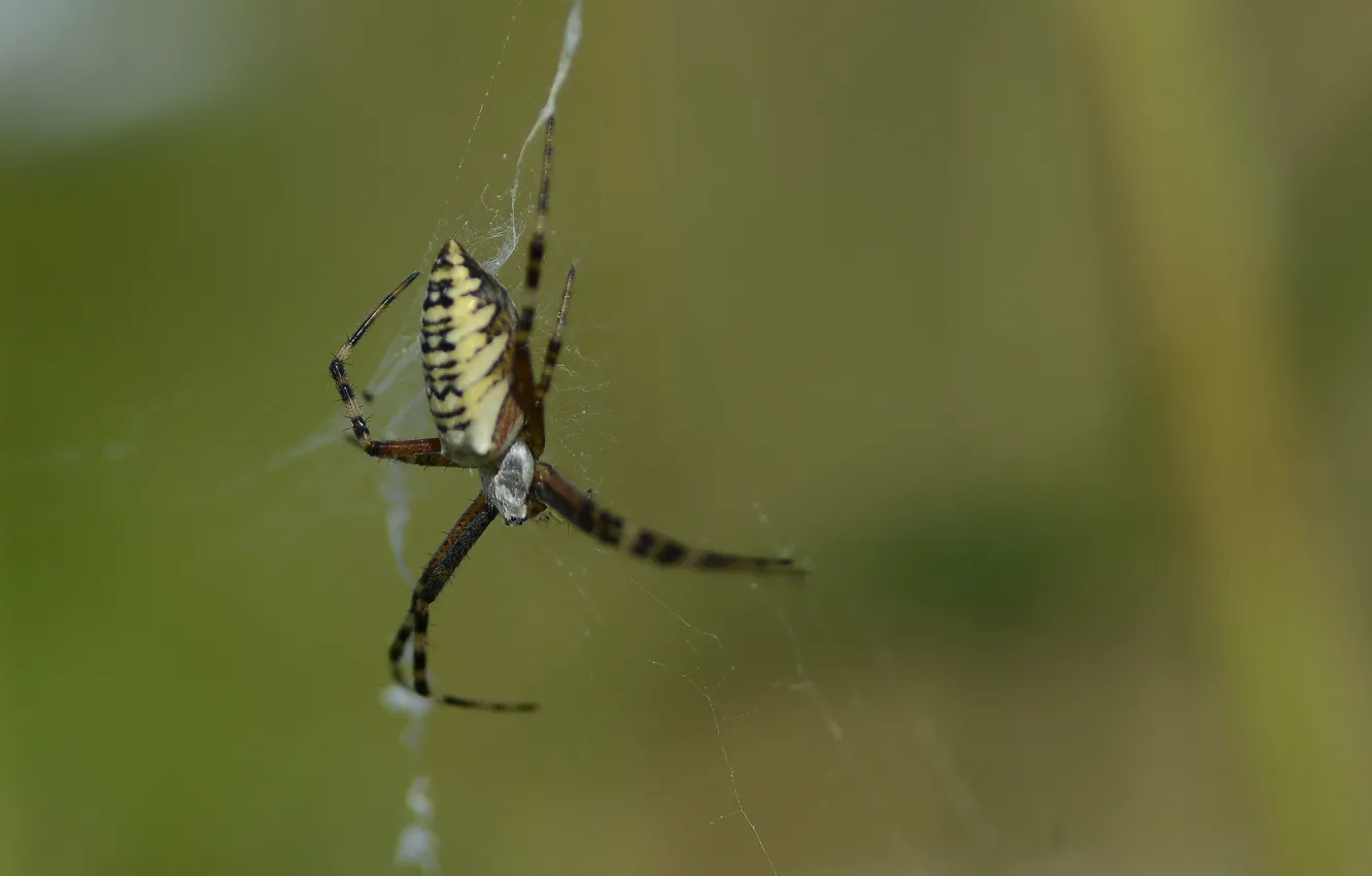 Photo wallpaper macro, background, web, spider, argyope brunicha